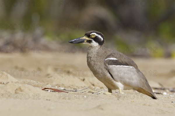 Beach Stone-curlew (Esacus magnirostris), Queensland, Australia