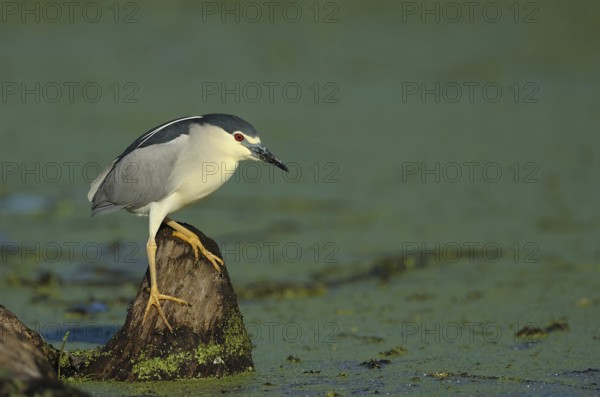 Nachtreiher (Nycticorax nycticorax) Black-crowned Night Heron