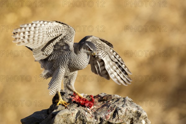 Northern Goshawk (Accipiter gentilis) female, Zaragoza, Spain