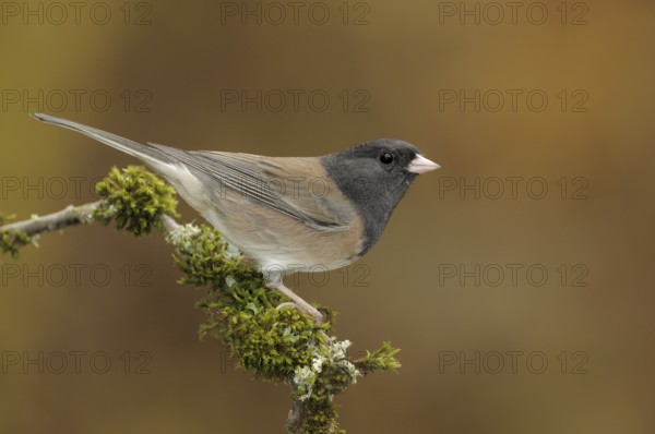 Oregon Junco (Junco hyemalis oreganus), British Columbia, Canada