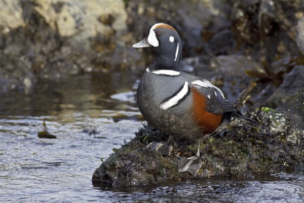 Harlequin Duck (Histrionicus histrionicus) male