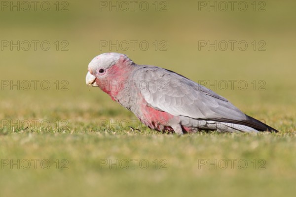 Galah (Eolophus roseicapilla) juvenile, Victoria, Australia
