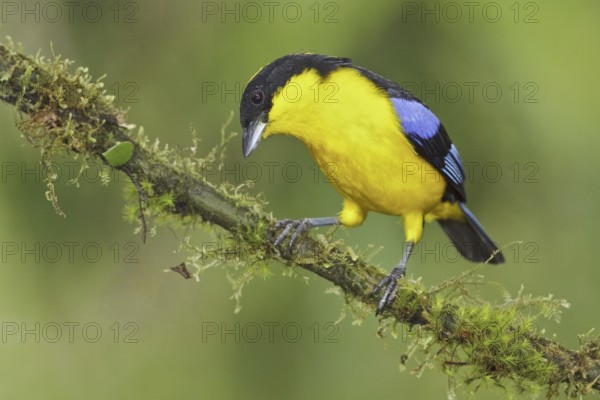 Blue-winged Mountain Tanager (Anisognathus somptuosus), Ecuador