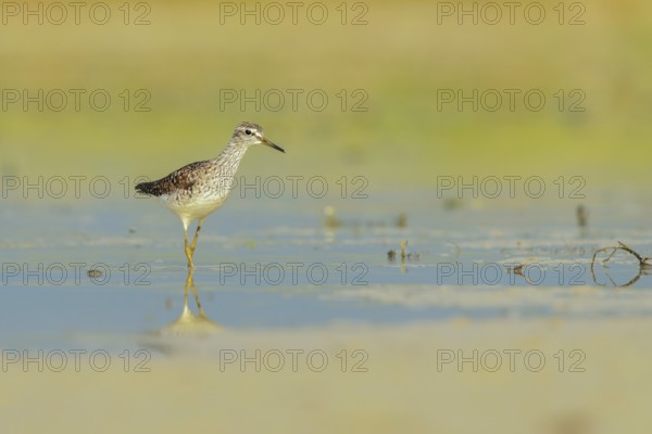 Wood Sandpiper (Tringa glareola) foraging, Lazio, Italy