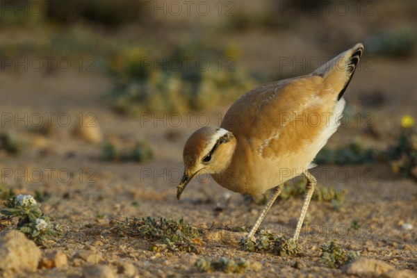 Cream-colored Courser (Cursorius cursor), Fuerteventura, Spain