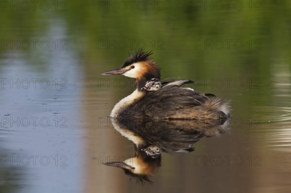 Great Crested Grebe (Podiceps cristatus) chick, South Holland, Netherlands
