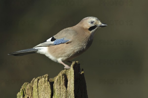 Eurasian Jay (Garrulus glandarius), Lower Saxony, Germany