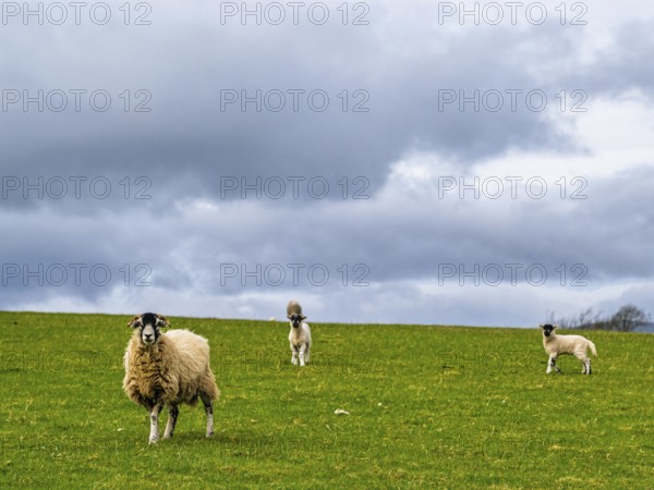 Sheeps, Pooley Bridge, Ullswater Lake, Lake District National Park, Cumbria, England, United Kingdom