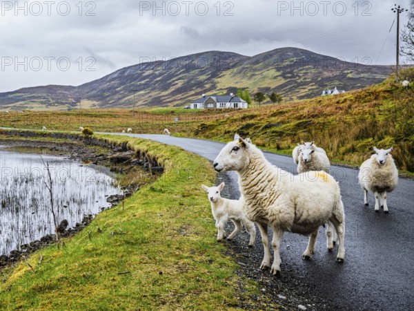 Sheep and farms on Isle of Sky, Scotland, UK