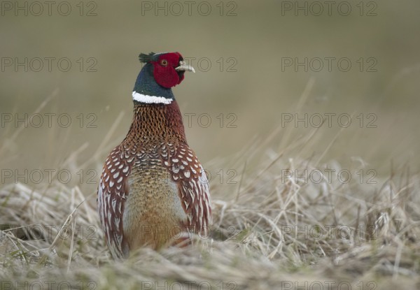 Common Pheasant (Phasianus colchicus) male, Schleswig-Holstein, Germany