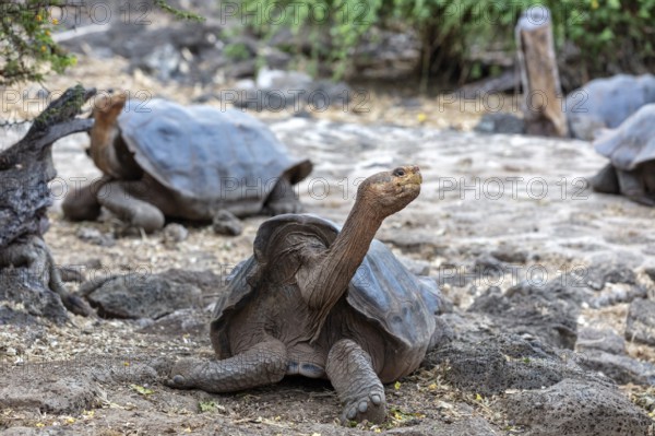 Giant tortoise (Chelonoidis nigra), Santa Cruz, Galapagos, Ecuador