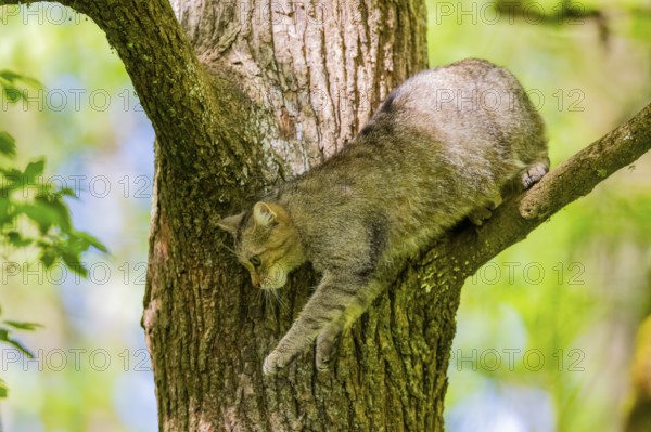 European wildcat (Felis silvestris) on a tree, Bavaria, Germany