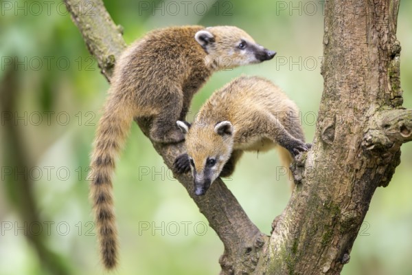 South American coati (Nasua nasua) youngsters klimbing in a tree, captive, Zoo Augsburg