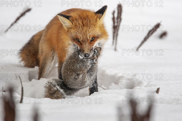 Red fox (vulpes vulpes), Fox hunting eastern gray squirrel (sciurus carolinensis) in winter. Province of Quebec, Canada, North America