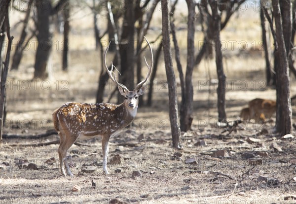 Axis deer or chital (Axis axis) in the dry forest, Ranthambore National Park, Rajasthan, India