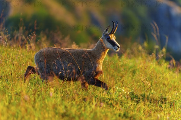 A chamois runs through the meadow in the golden evening sun, chamois, chamois, (Rupicapra rupicaprae), wildlife, Vosges, France