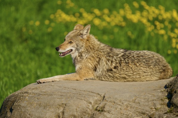 A resting coyote on a rock surrounded by fresh greenery and yellow flowers, Coyote (Canis latrans), Spring, France