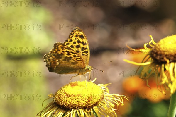 Emperor Cloak (Argynnis paphia), on a yellow flower of a Great Telekie (Telekia speciosa), macro photograph, Wilnsdorf, North Rhine-Westphalia, Germany
