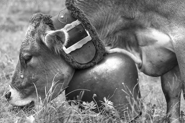 Cow grazing wearing a decorative bell for the cattle drive, cattle seperation, gabled house, Bad Hindelang, Allgäu, Bavaria, Germany