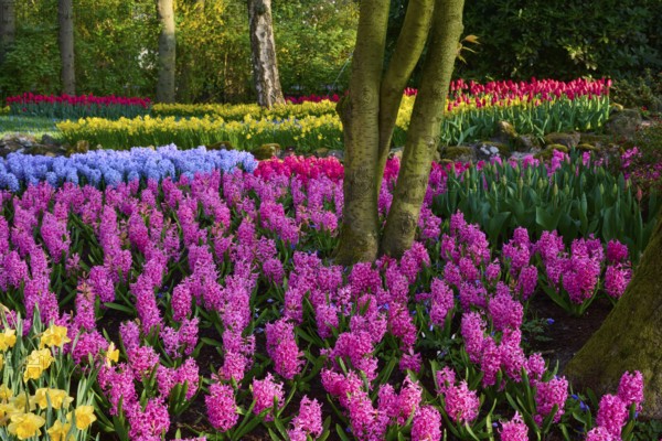 Colourful park with hyacinths, daffodils, tulips and surrounding trees, Keukenhof, Lisse, province of South Holland, Netherlands