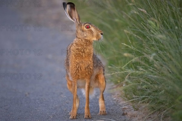 A hare sits on a dirt track at sunrise in the north-west of Frankfurt am Main, Frankfurt am Main, Hesse, Germany