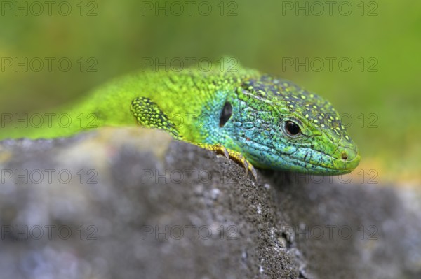Western green lizard (Lacerta bilineata), animal portrait, resting on a stone of a dry stone wall, Neckar valley, Baden-Württemberg, Germany