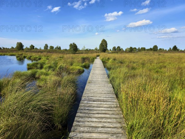 Wooden footbridge through grassy marshland with blue sky and scattered clouds, summer, High Fens, Eifel National Park, Mützenich, Waimes, Liège, Belgium
