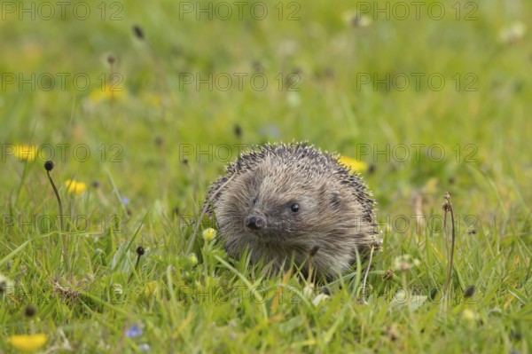 European hedgehog (Erinaceus europaeus) adult animal in a spring meadow, Suffolk, England, United Kingdom