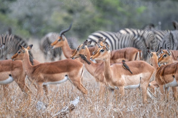 Impala (Aepyceros melampus) with red-billed oxpecker (Buphagus erythrorynchus), black heeler antelope, herd in dry grass, Kruger National Park, South Africa