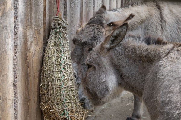 Thuringian forest donkey (Equus africanus f. asinus) eating hay from a net, wildlife park, Bavaria, Germany