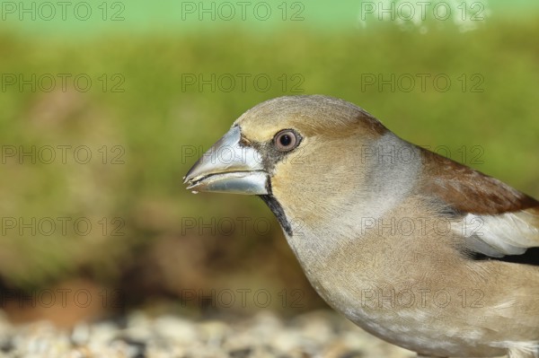 Hawfinch (Coccothraustes coccothraustes), female, animal portrait, North Rhine-Westphalia, Germany