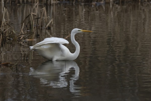 Great white egret (Ardea alba) adult bird in water on the edge of a reedbed, England, United Kingdom