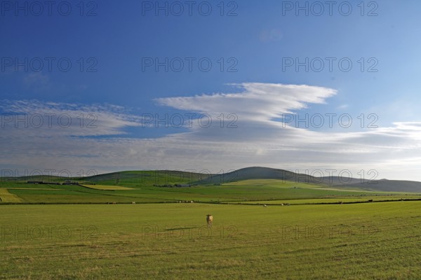 Wide fields under a clear blue sky, calm atmosphere, single cow in wide landscape, Mainland, Orkney Islands, Scotland, Great Britain