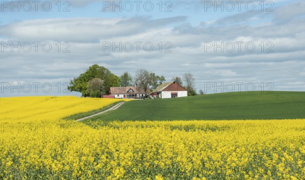 Farm in landscape with flowering rapeseed field and green crops in Sjörup, Ystad municipality, Skåne county, Sweden, Scandinavia