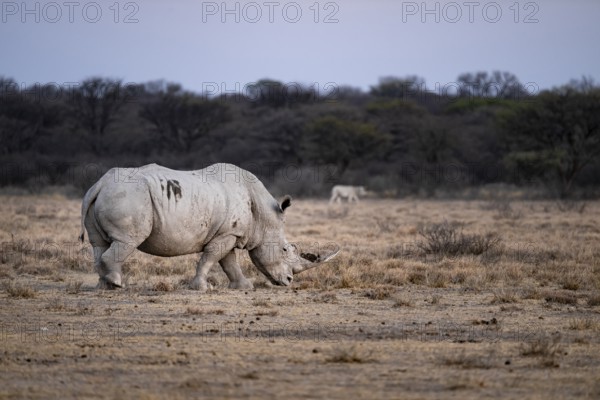 Southern white rhinoceros (Ceratotherium simum simum), Khama Rhino Sanctuary, Serowe, Botswana