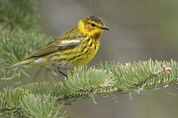 Cape May Warbler (Dendroica tigrina) perched on a branch in Ontario, Canada