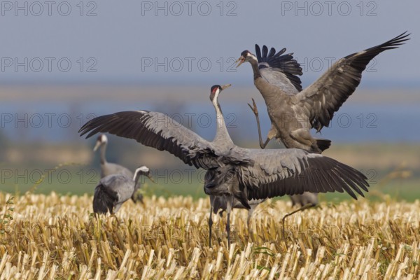 Common Crane (Grus grus), Mecklenburg-Western Pomerania, Germany