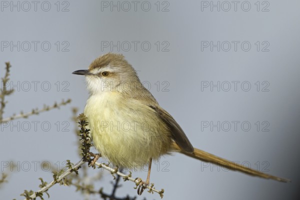 Black-chested Prinia (Prinia flavicans), Northern Cape, Kgalagadi Transfrontier Park, South Africa