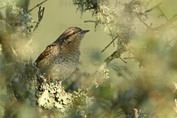 Eurasian Wryneck (Jynx torquilla), Ferreira do Alentejo, Portugal