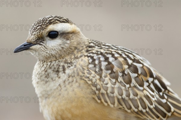 Eurasian Dotterel (Charadrius morinellus), Asturias, Spain