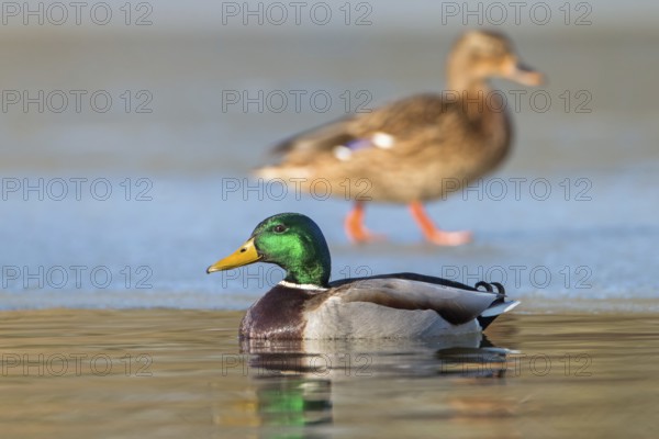 Mallard (Anas platyrhynchos) male, Saxony, Germany