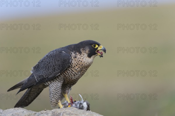Peregrine Falcon (Falco peregrinus) female, Saxony, Germany