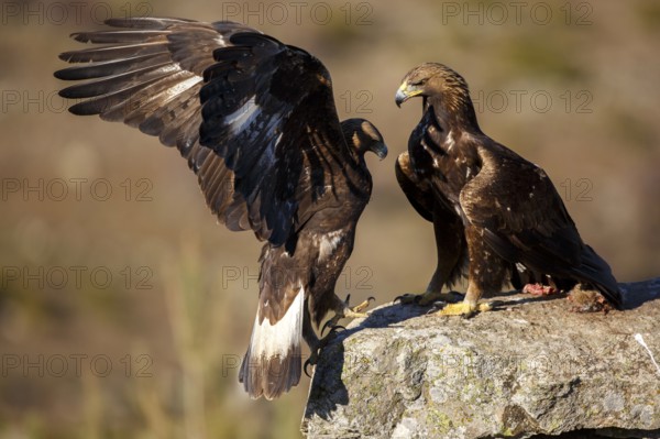 Golden Eagle (Aquila chrysaetos) pair, Castile and Leon, Spain