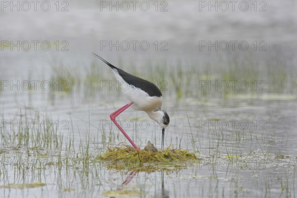 Stelzenläufer (Himantopus himantopus) Black-winged Stilt