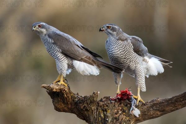 Northern Goshawk (Accipiter gentilis) pair, Zaragoza, Spain
