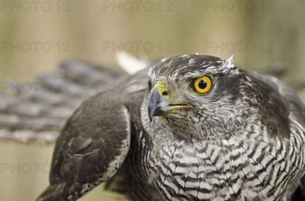 Northern Goshawk (Accipiter gentilis) male, North Rhine-Westphalia, Germany