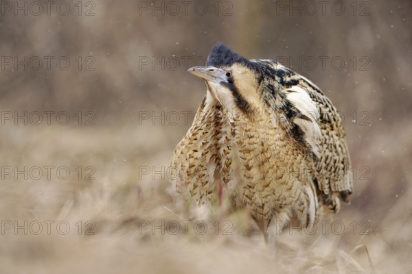 Eurasian Bittern (Botaurus stellaris) male, Nizhegorodskaya, Russia