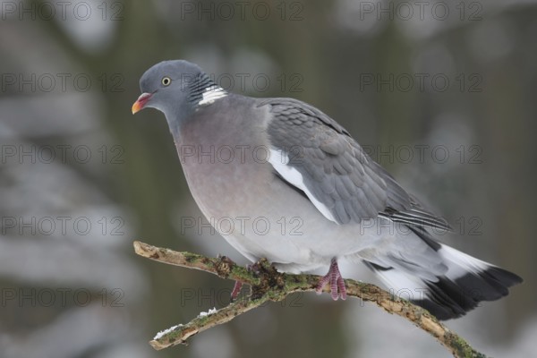 Common Wood Pigeon (Columba palumbus), Lower Saxony, Germany