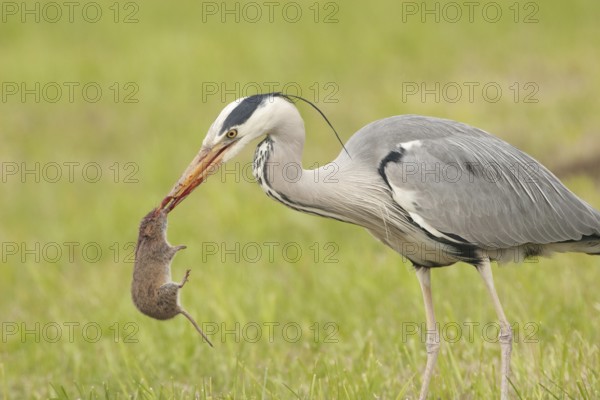 Grey Heron (Ardea cinerea), St. Gallen, Switzerland