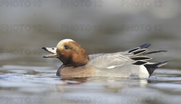Eurasian Wigeon (Mareca penelope) male, Oregon, USA